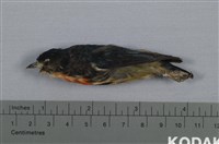 藏品(紅胸啄花鳥)的圖片